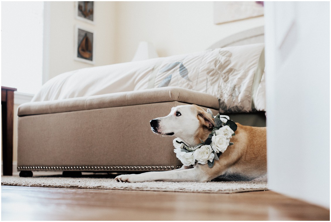 Dog in floral crown for wedding, small wedding with a lot of heart | My Eastern Shore Wedding | Bayside Resort