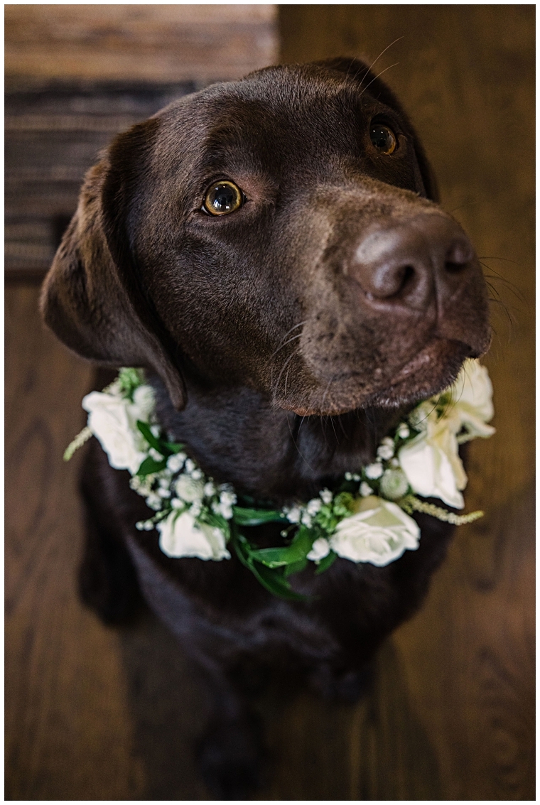 A chocolate lab dressed with a collar or white roses for the ceremony