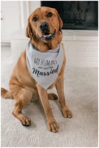 An adorable labrador retriever is dressed for the ceremony with his wedding bandana