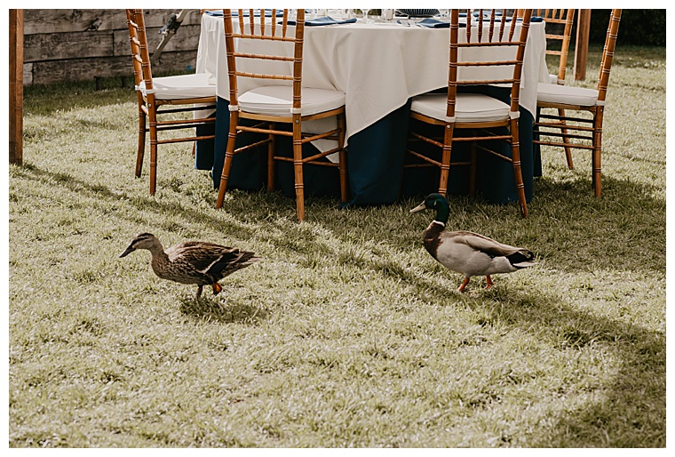 Wedding Crashers! Two mallard ducks join the reception celebration at the Chesapeake Bay Maritime Museum