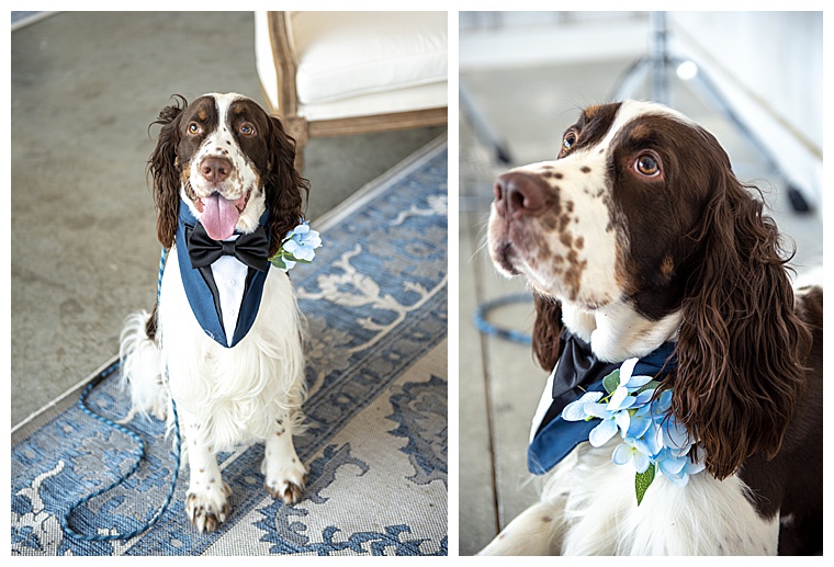 The best dog/dog of honor is suited up for his debut at the wedding with a blue suit collar and boutonniere 